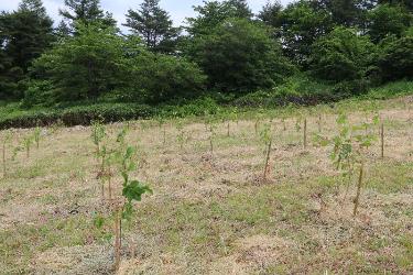 植樹されたオオヤマザクラ