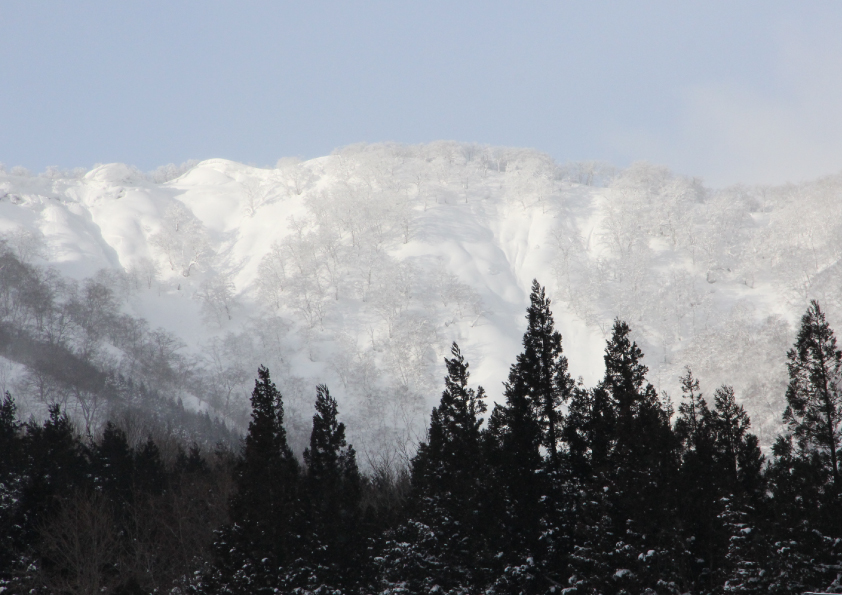 雪が降り積もった山木の写真
