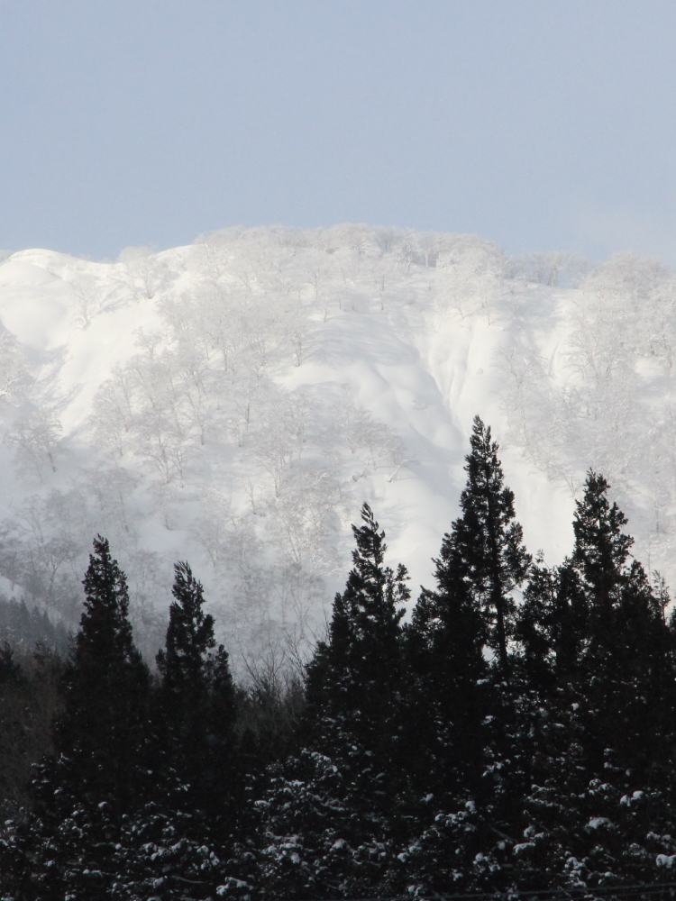 雪が降り積もった山木の写真