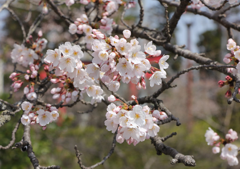 桜の花の写真