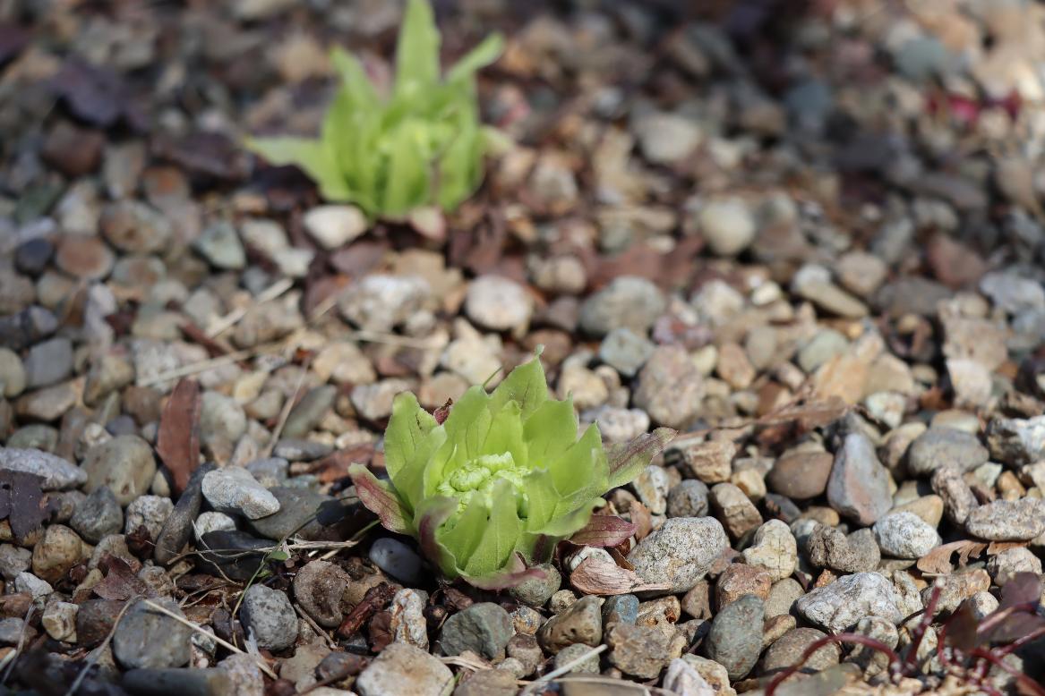 ふきのとうの写真
