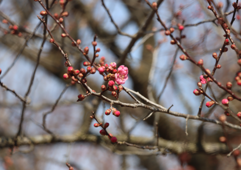 梅の花の写真