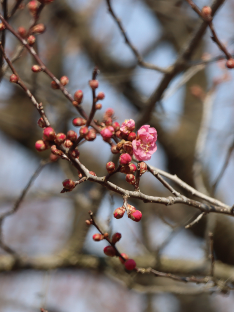 梅の花の写真