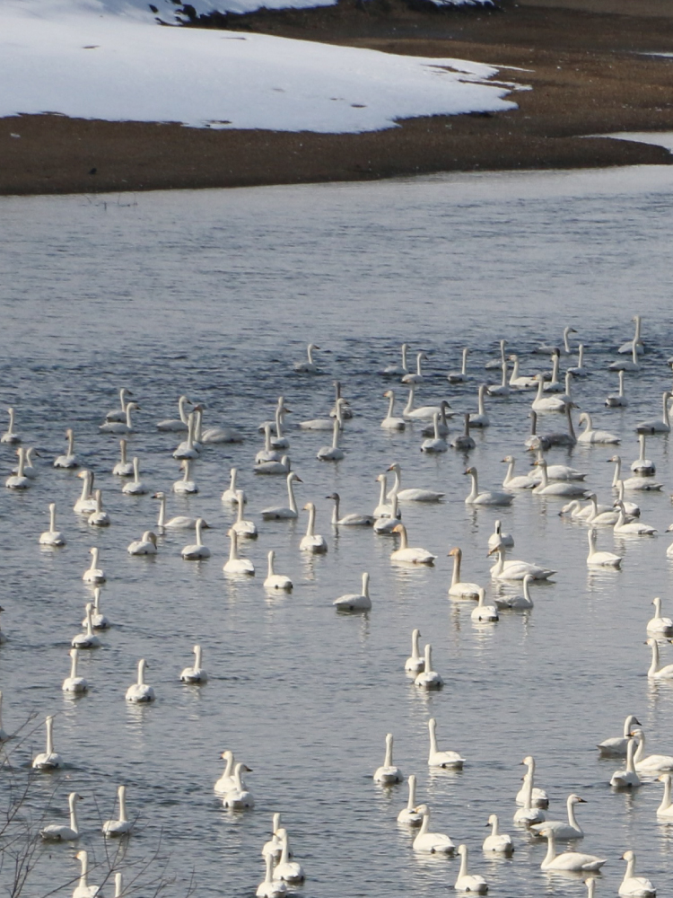 サギの群れが川に浮かぶ写真