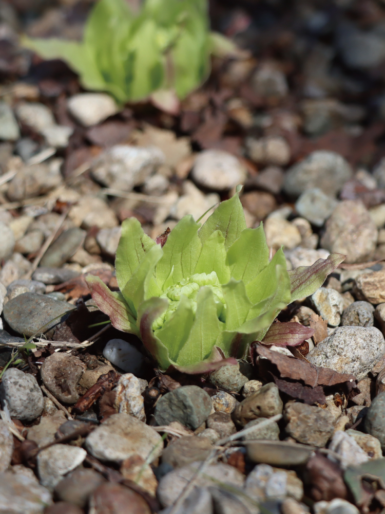 ふきのとうの写真