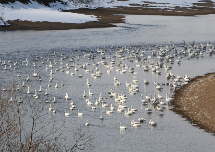 サギの群れが川に浮かぶ写真