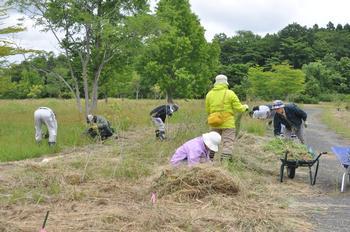 化女沼自由広場の草取りをしている、作業着を着たボランティアや抜いた草をのせた一輪車の写真