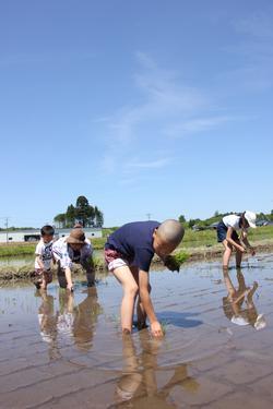 青空の下、青いTシャツを着た男子児童が田んぼの中に入って苗を田んぼに植えており、後方にも参加者の方々が田植えをしてる写真