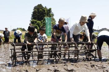 参加者の子ども達が円筒所の枠を田んぼの中で押しながら歩いている様子の写真
