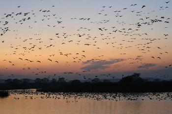 日の入りの薄暗い空に、雁が群れを作り飛来している写真