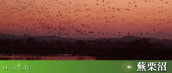 冬空の朝、空に鳥の群れが舞い上がっている写真