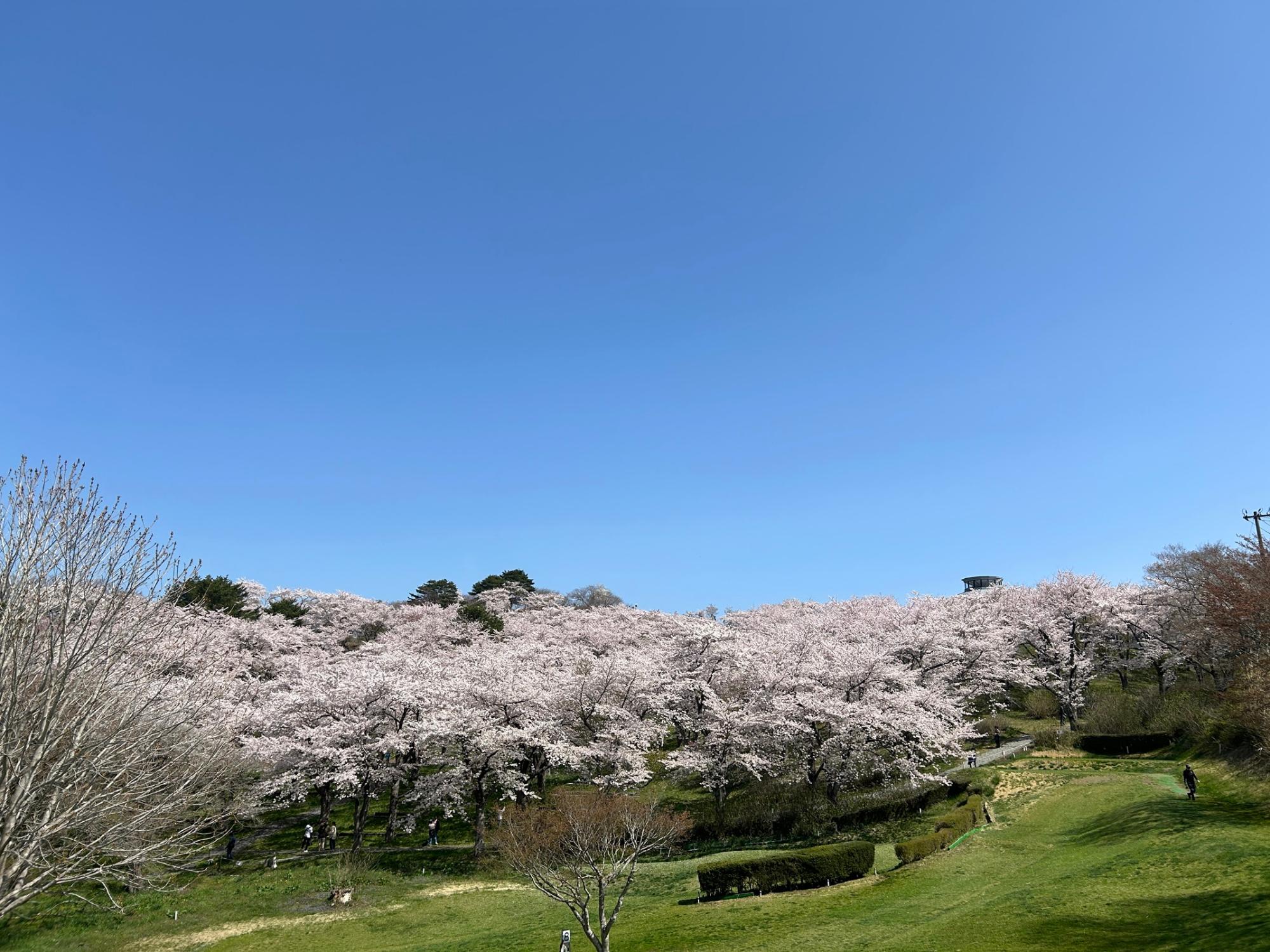 写真 加護坊山の桜
