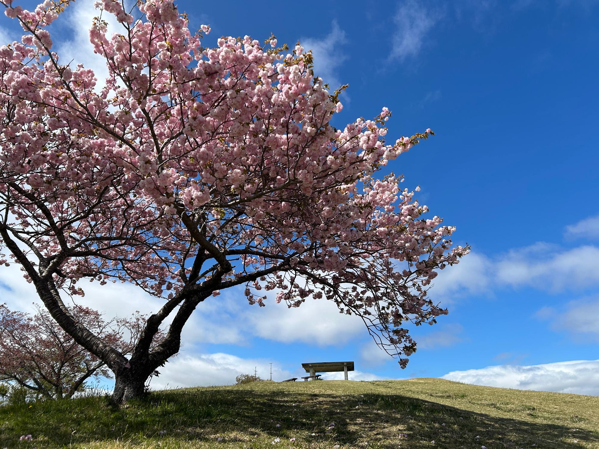 写真 加護坊山八重桜2025