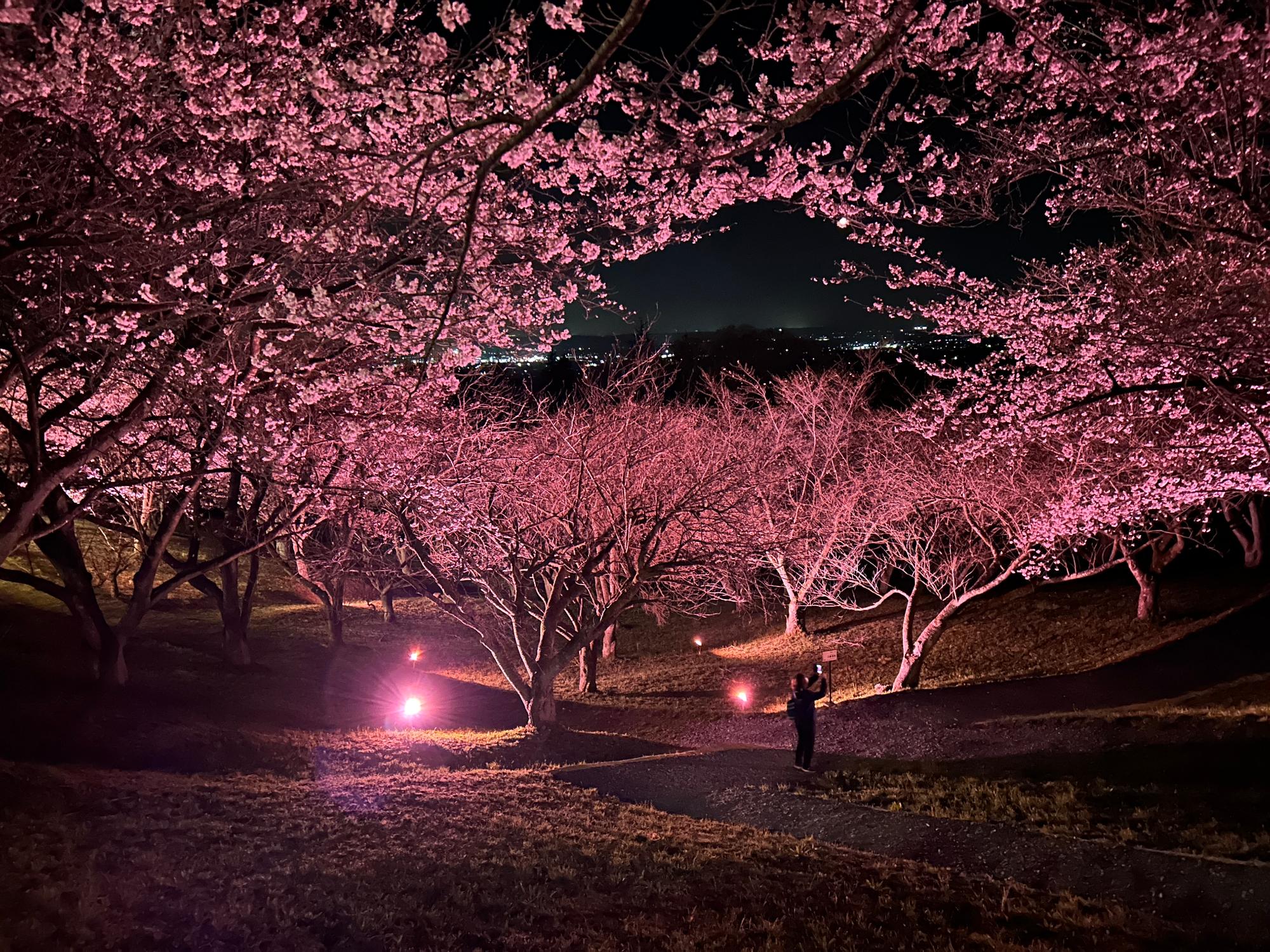 写真 加護坊山桜ライトアップ