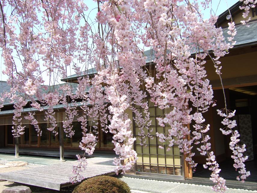 ピンク色の桜の花が満開に咲いており、その奥に数寄屋造りの日本家屋 祥雲閣の外観の写真